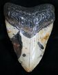 Polished Megalodon Tooth - North Carolina #11019-1